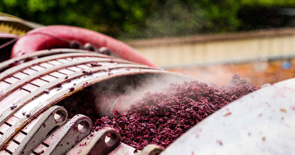 Casetta 1^ Settembre 24 - Vendemmia-27